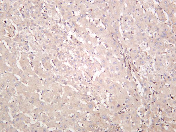 Human liver was stained with anti-Fibrillarin rabbit antibody