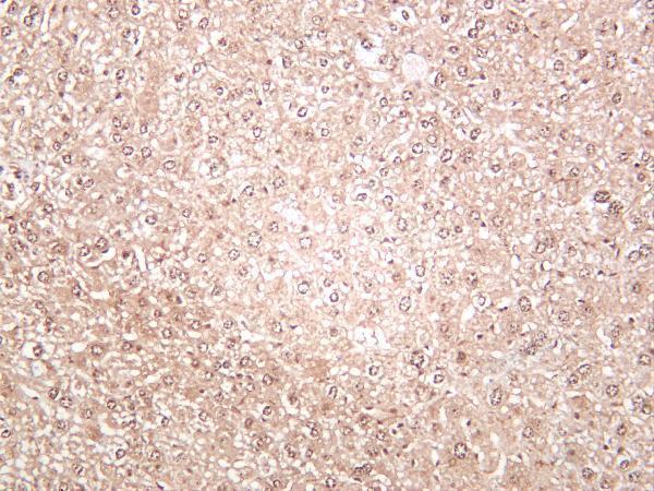 m03178 6 fbl primary antibodies ihc testing 4