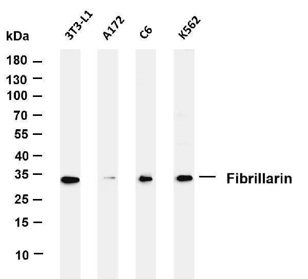 m03178 6 fbl primary antibodies wb testing 1