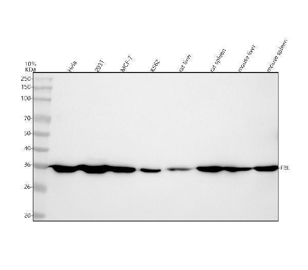  Western blot analysis of Fibrillarin using anti-Fibrillarin antibody (M03178)