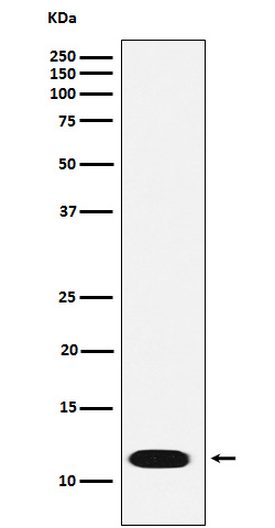Western blot analysis of CTNNBIP1 expression in 293T cell lysate.