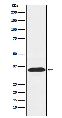 m03186 wb