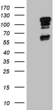 m03187 anti e74 like factor 1 elf1 mouse monoclonal antibody clone id oti3d3 wb testing 1