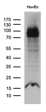 m03187 anti e74 like factor 1 elf1 mouse monoclonal antibody clone id oti3d3 wb testing 2