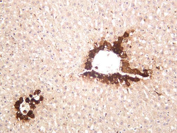 Rat liver was stained with anti-Glutamine Synthetase rabbit antibody