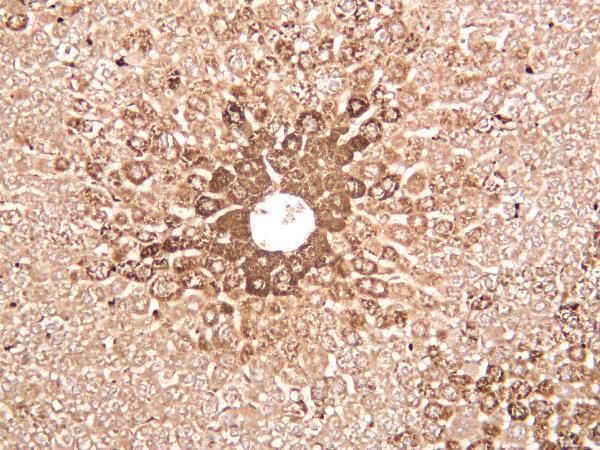 Mouse liver was stained with anti-Glutamine Synthetase rabbit antibody