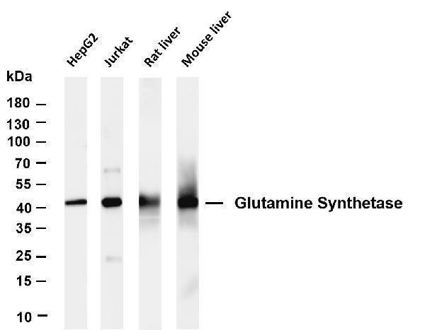 m03191 2 glul primary antibodies wb testing 1