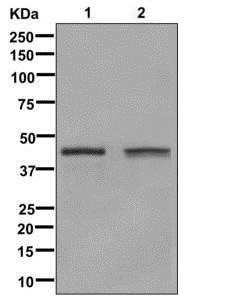 Western blot analysis of Glutamine Synthetase expression in (1)Jurkat cell lysate;(2) HeLa cell lysate