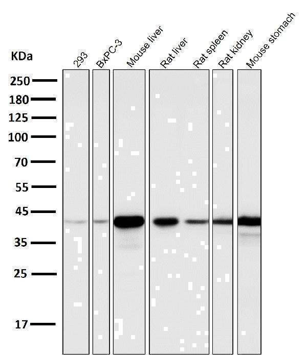 All lanes use the Antibody at 1:5K dilution for 1 hour at room temperature