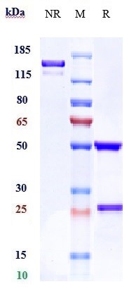 Anti-ROR1 Reference Antibody (zilovertamab) on SDS-PAGE under reducing (R) condition