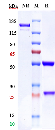 Anti-ROR1 Reference Antibody (zilovertamab vedotin) on SDS-PAGE under reducing (R) condition