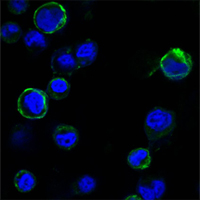Confocal immunofluorescence analysis of HEK293 cells trasfected with extracellular ROR1 (aa30-406)-hIgGFc using ROR1 Monoclonal Antibody (green)