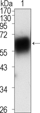 Western Blot analysis using ROR1 Monoclonal Antibody against extracellular domain of human ROR1 (aa30-423)