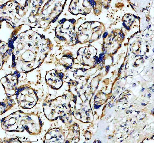 m03193 1 calu primary antibodies ihc testing 4
