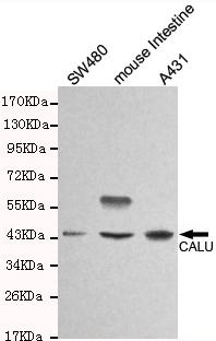 Western blot detection of CALU in SW480, mouse intestine &A431 cell lysates and using CALU antibody (1:1000 diluted) 
