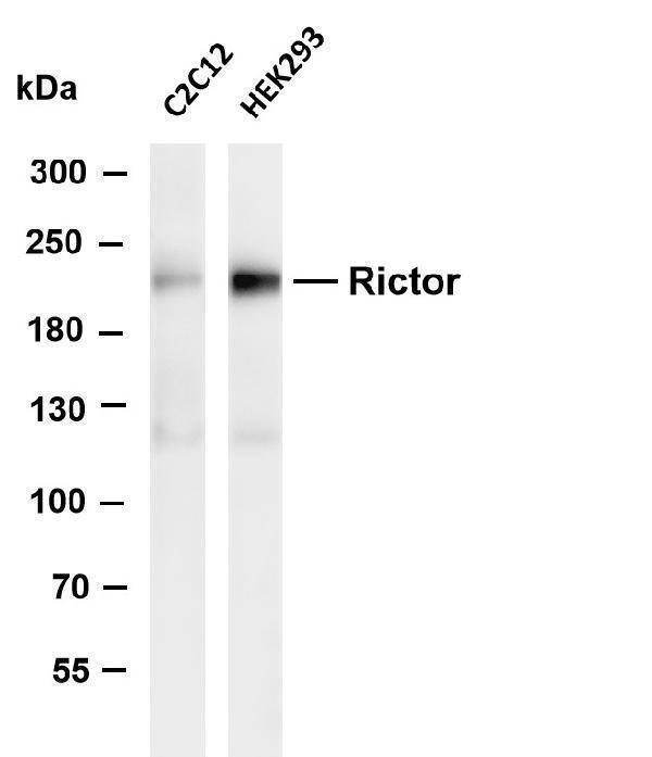 Various whole cell lysates were separated by 4-8% SDS-PAGE, and the membrane was blotted with anti-Rictor antibody