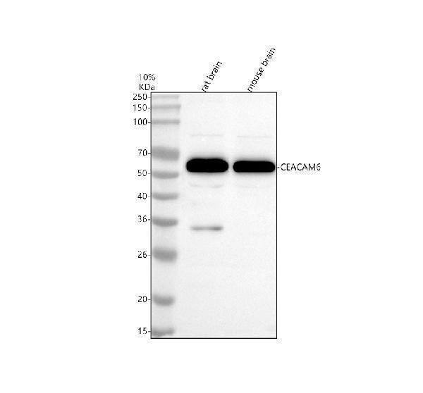 m03197 1 ceacam6 primary antibodies wb testing 1
