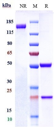 m03197 2 sds page