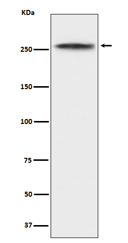 Western blot analysis of CHD3 expression in K562 cell lysate