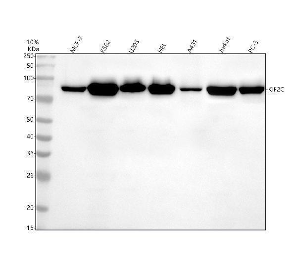  Western blot analysis of MCAK/KIF2C using anti-MCAK/KIF2C antibody (M03202-1)