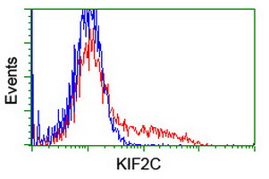 HEK293T cells transfected with either KIF2C (Myc-DDK-tagged) overexpress plasmid (Red) or empty vector control plasmid (Blue) were immunostained by anti-KIF2C antibody (M03202)