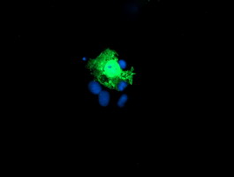 Anti-KIF2C mouse monoclonal antibody (M03202) immunofluorescent staining of COS7 cells transiently transfected by pCMV6-ENTRY KIF2C