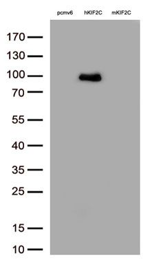 HEK293T cells were transfected with the pCMV6-
ENTRY control (Left lane) or pCMV6-ENTRY
human KIF2C, Middle lane) cDNA or
pCMV6-ENTRY mouse KIF2C, Right
lane) cDNA for 48 hrs and lysed