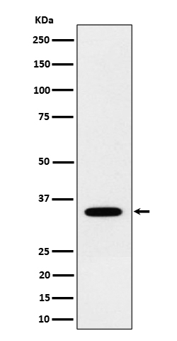 m03207 wb