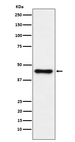 Western blot analysis of ABHD5 expression in HepG2 cell lysate