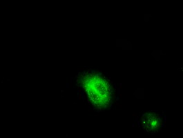 m03211 anti lipg mouse monoclonal antibody clone id oti4a8 if testing 13