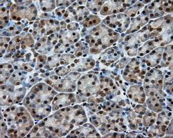 m03211 anti lipg mouse monoclonal antibody clone id oti4a8 ihc testing 4