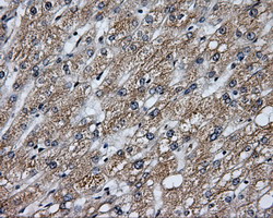 m03211 anti lipg mouse monoclonal antibody clone id oti4a8 ihc testing 8