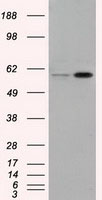 m03211 anti lipg mouse monoclonal antibody clone id oti4a8 wb testing 1