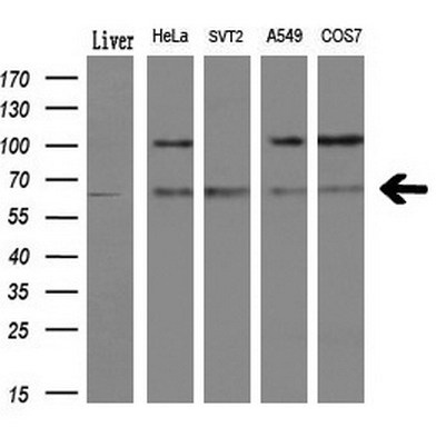 m03211 anti lipg mouse monoclonal antibody clone id oti4a8 wb testing 2