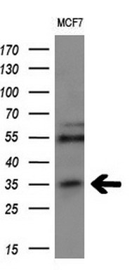 Western blot analysis of extracts (10ug) from 1 cell line by using anti-MAGEA3 monoclonal antibody at 1:200