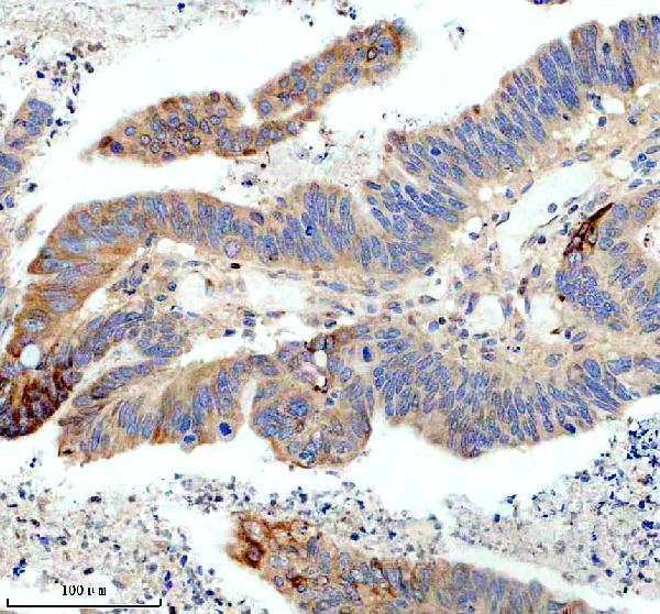 m03214 lamc2 primary antibodies ihc testing 3