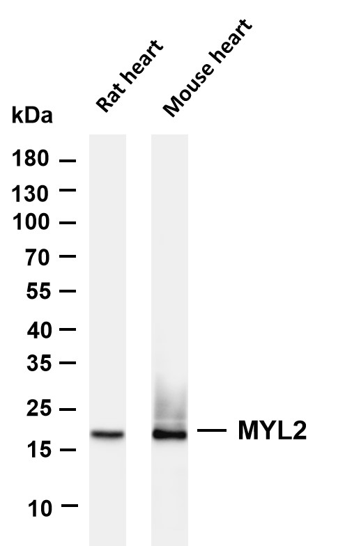 m03215 2 myl2 primary antibodies wb testing 1