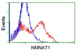m03221 1 anti nmnat1 mouse monoclonal antibody clone id oti1g4 flow cytometry testing 11