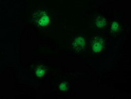 m03221 anti nmnat1 mouse monoclonal antibody clone id oti1f7 if testing 2