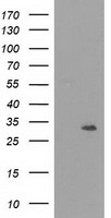 m03221 anti nmnat1 mouse monoclonal antibody clone id oti1f7 wb testing 1