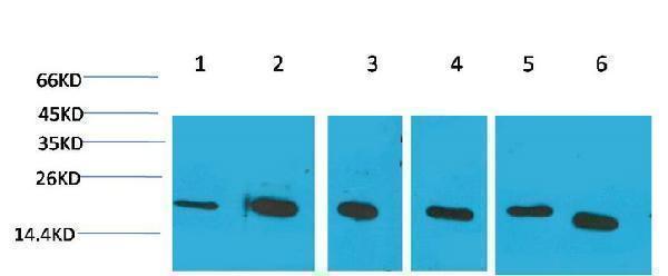 Western blot analysis of 1) Hela, 2)Jurkat, 3)293T, 4)Rat Liver Tissue, 5) 3T3, 6) HepG2 with Cyclophilin B Mouse mAb diluted at 1:2, 000