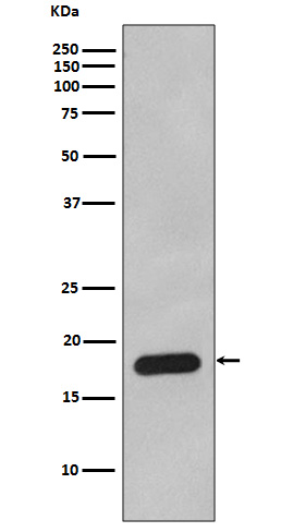 Western blot analysis of Cyclophilin B expression in HepG2 cell lysate