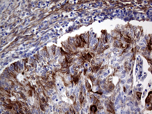 m03231 anti prodh mouse monoclonal antibody clone id oti2c11 ihc testing 2