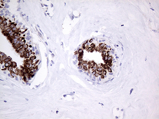 m03231 anti prodh mouse monoclonal antibody clone id oti2c11 ihc testing 3