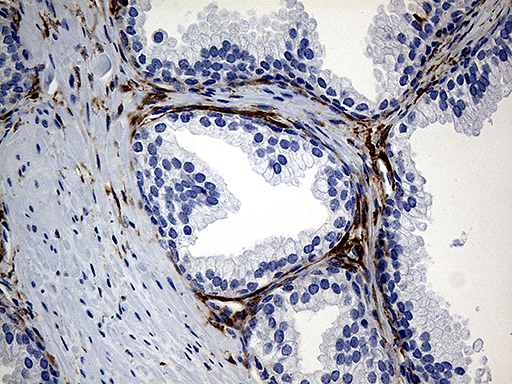 m03231 anti prodh mouse monoclonal antibody clone id oti2c11 ihc testing 4