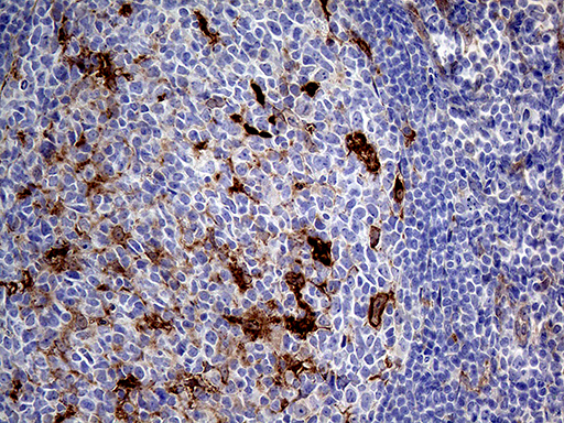 m03231 anti prodh mouse monoclonal antibody clone id oti2c11 ihc testing 6
