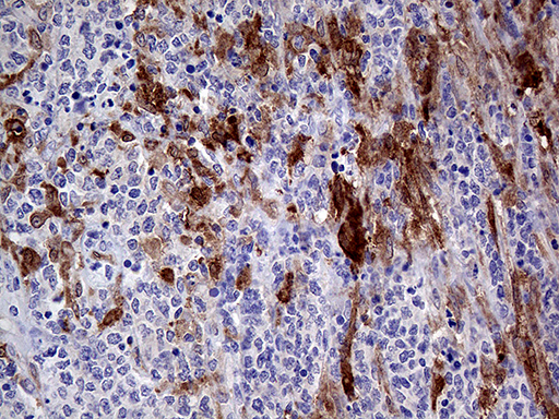 m03231 anti prodh mouse monoclonal antibody clone id oti2c11 ihc testing 7