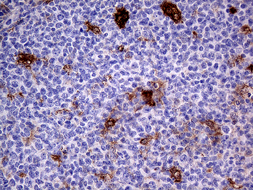 m03231 anti prodh mouse monoclonal antibody clone id oti2c11 ihc testing 8