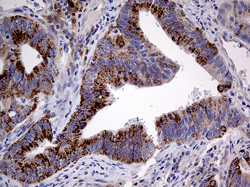 m03231 anti prodh mouse monoclonal antibody clone id oti2c11 ihc testing 9
