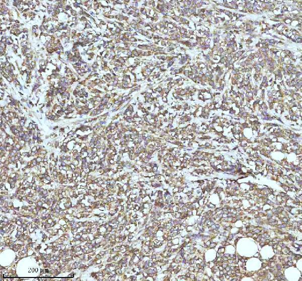 m03232 trim25 primary antibodies ihc testing 2